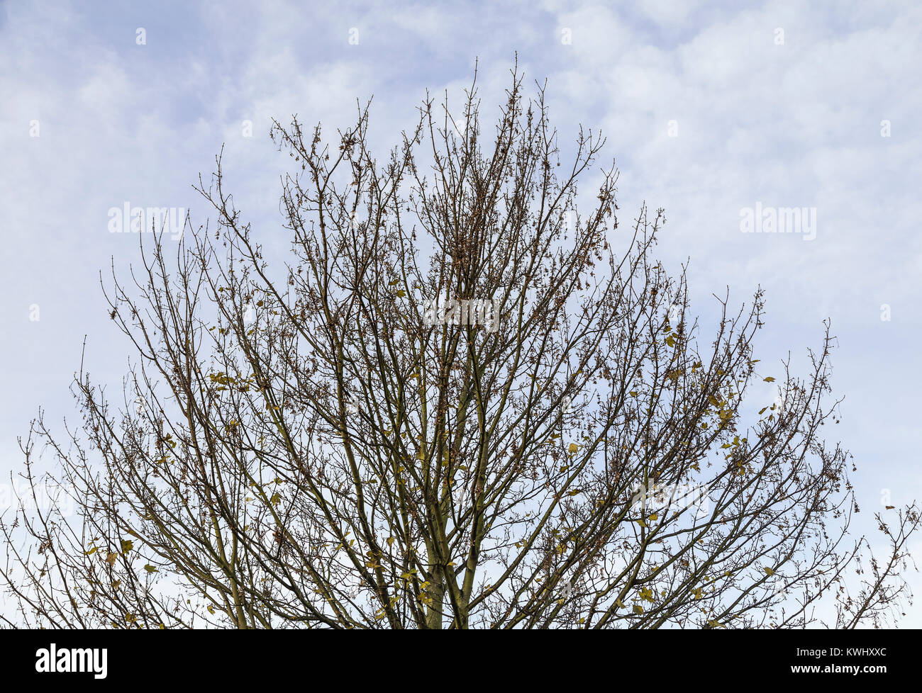 An image of the last few autumn leaves desperately clinging to a Sycamore tree. Stock Photo