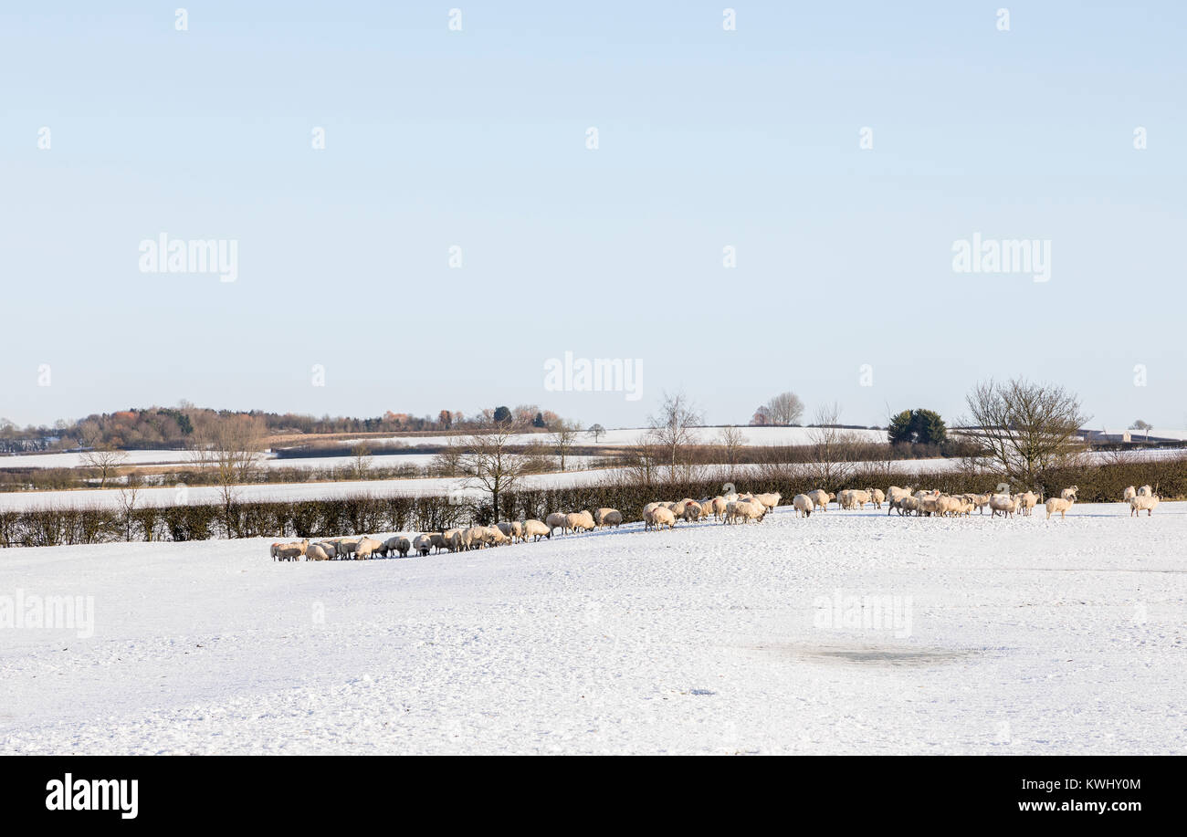 An image of a flock of sheep looking for food on the snow covered landscape of Leicestershire, England, UK Stock Photo