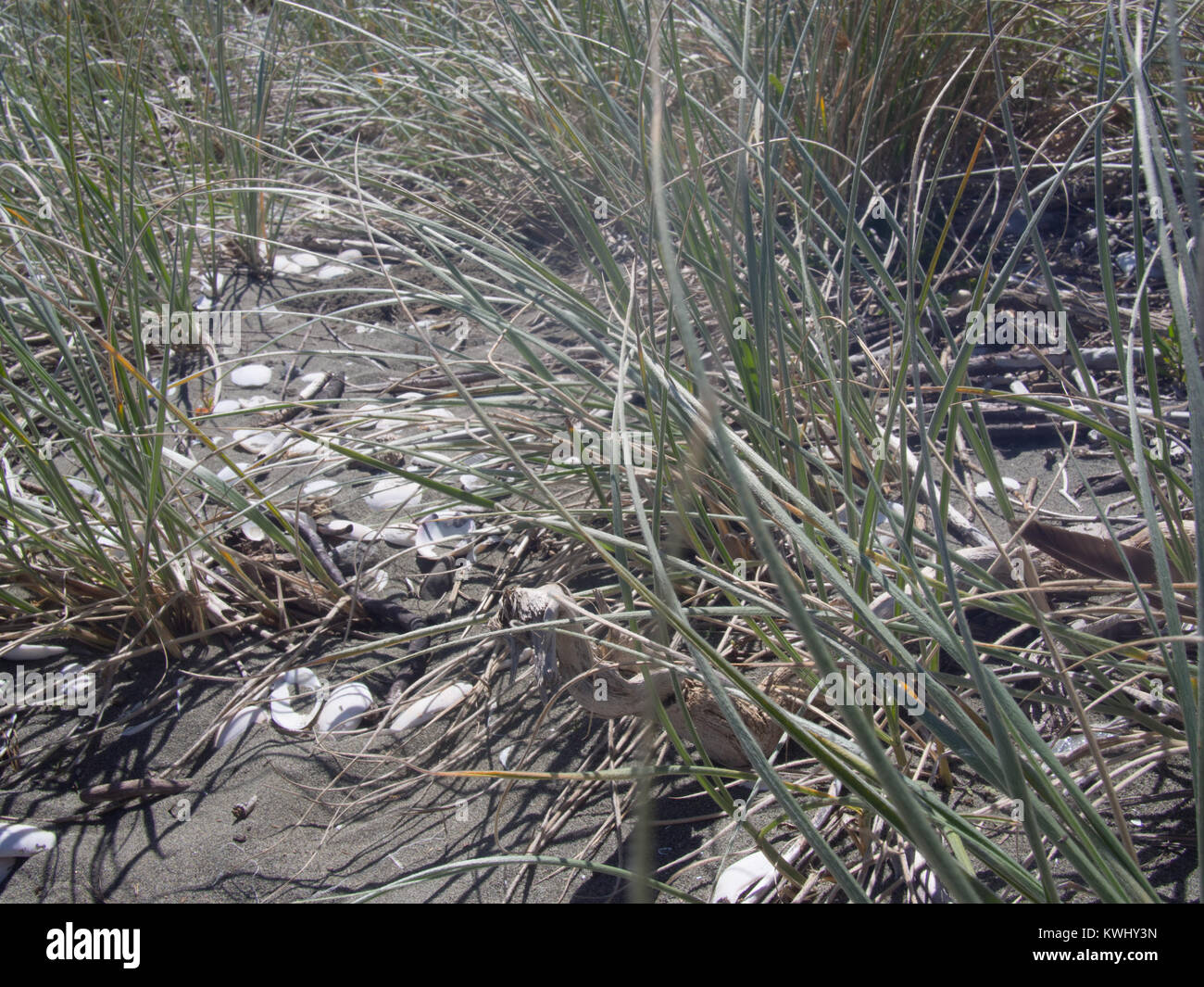 Ground plants grass hi-res stock photography and images - Alamy