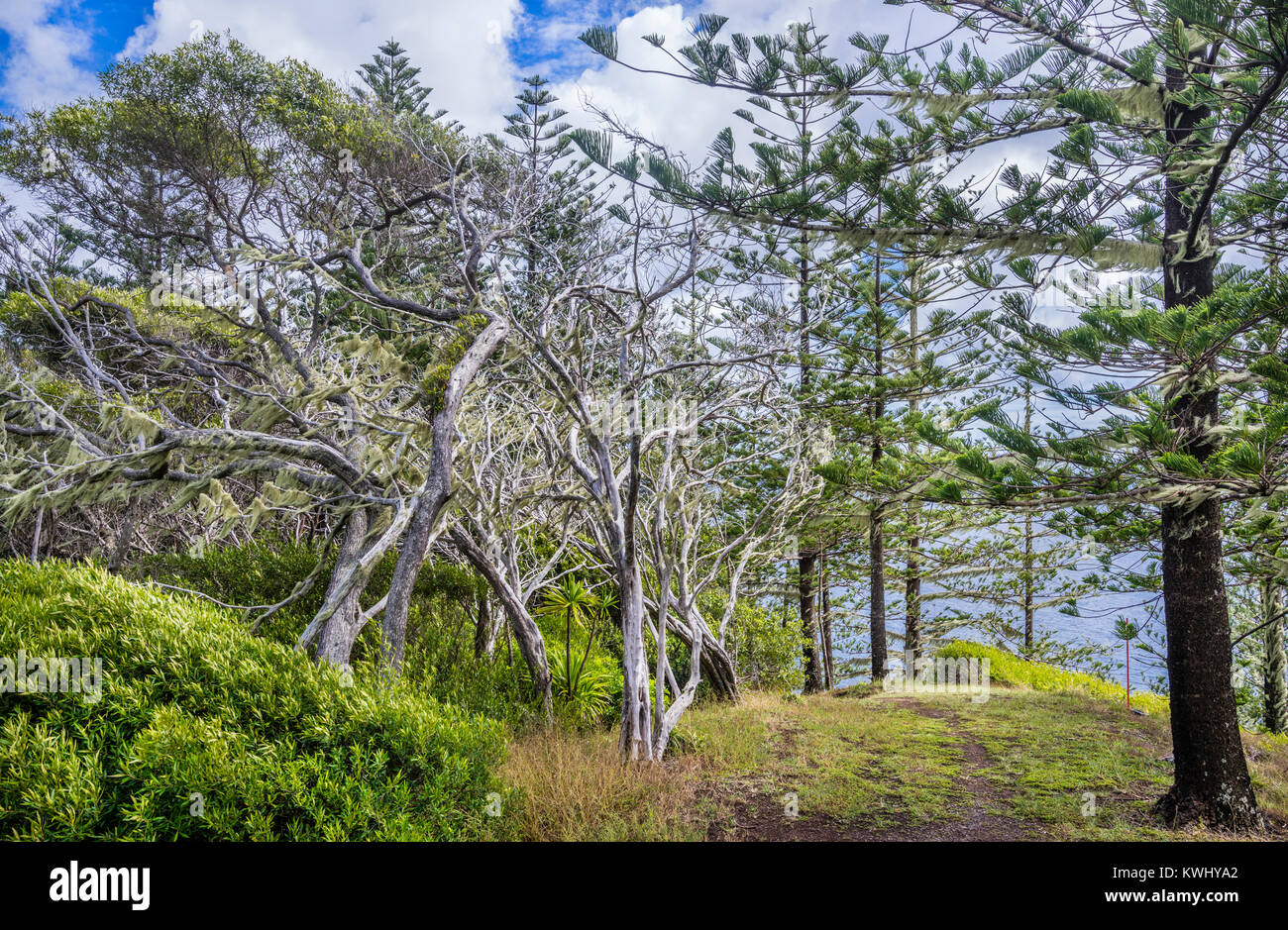 Norfolk Island, Australian external territory, Bridle Track at Norfolk Island National Park Stock Photo