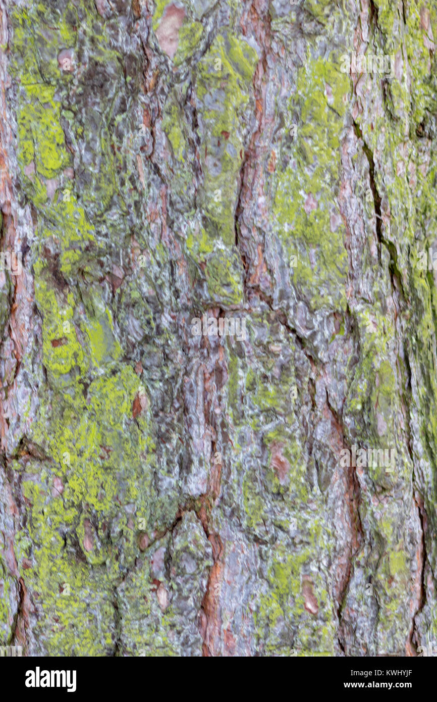 Close up pine bark Stock Photo