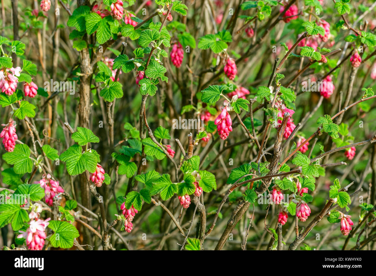 Ribes flowering currant in a Thames Barrier park in London Stock Photo