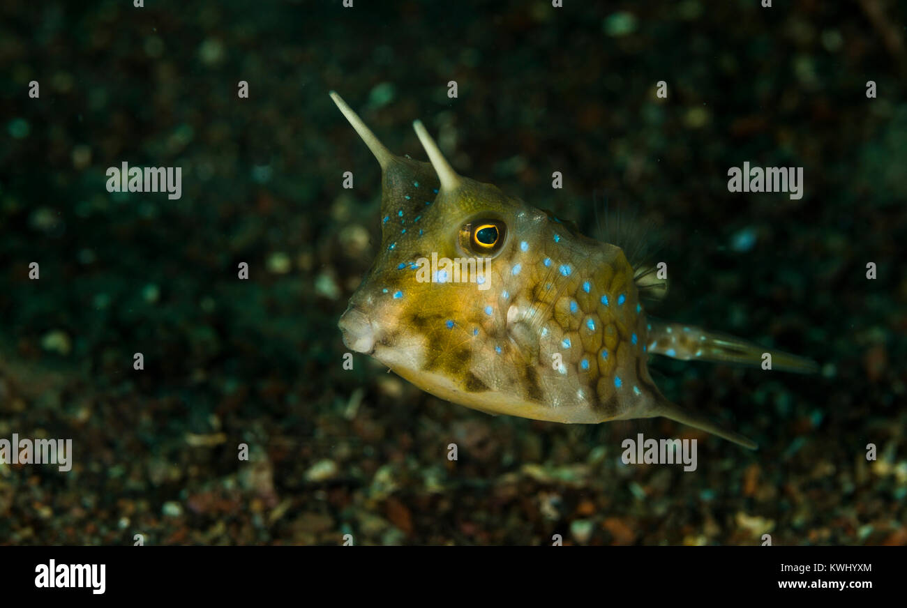 Longhorn cowfish floating about the sea floor Stock Photo