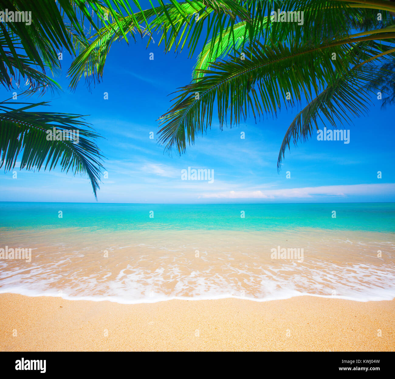 Palm and tropical beach Stock Photo - Alamy