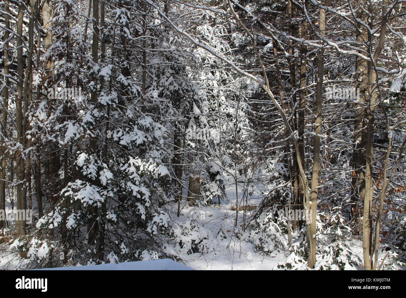 Winter landscape Stock Photo