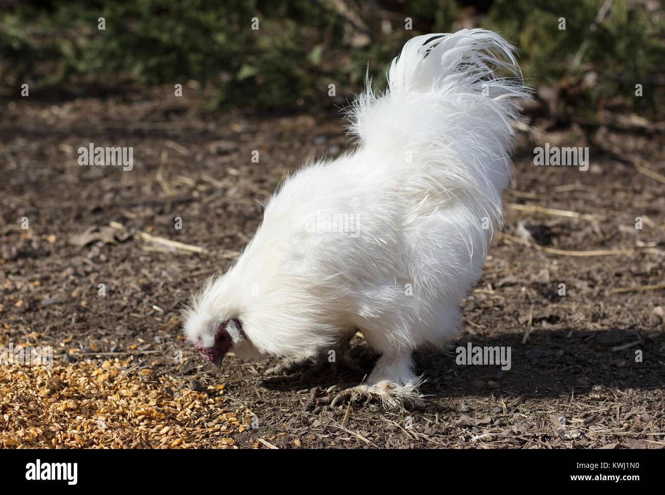 A white silkie chicken, eating scratch feed Stock Photo Alamy