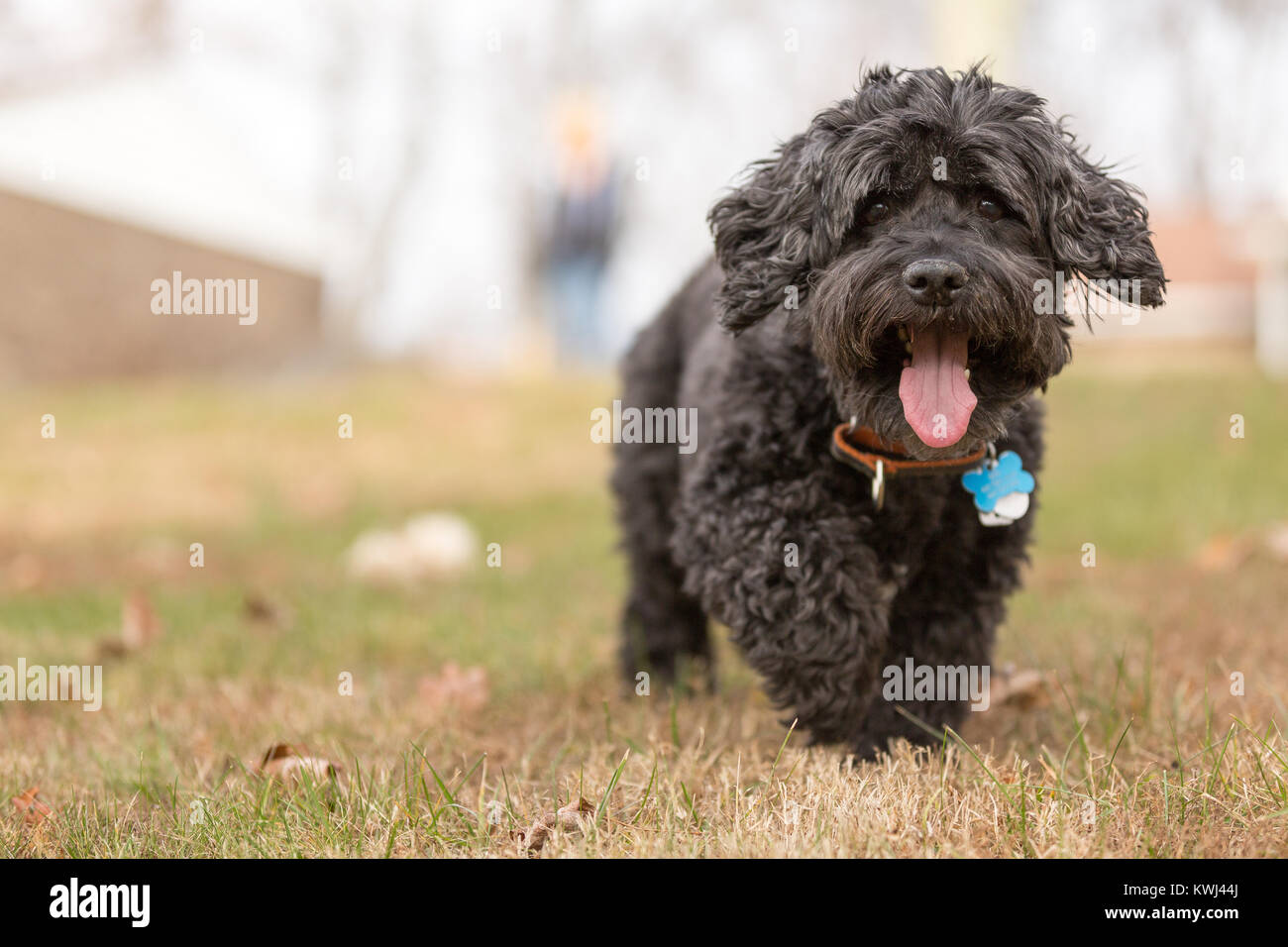 Boxer dog drool hi-res stock photography and images - Alamy