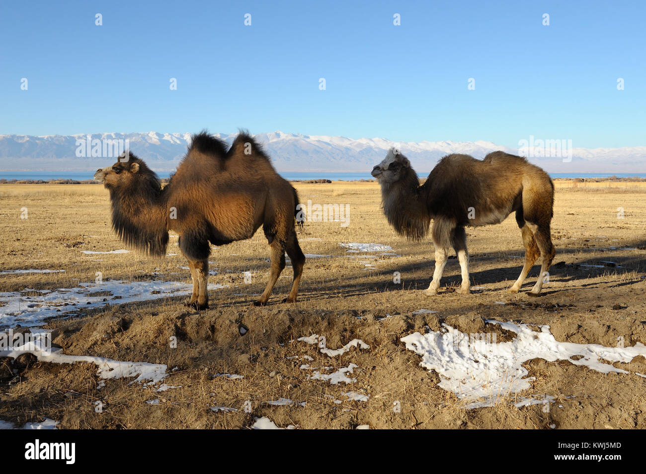 Two domestic bactrian camel's in Kyrgyzstan. Stock Photo