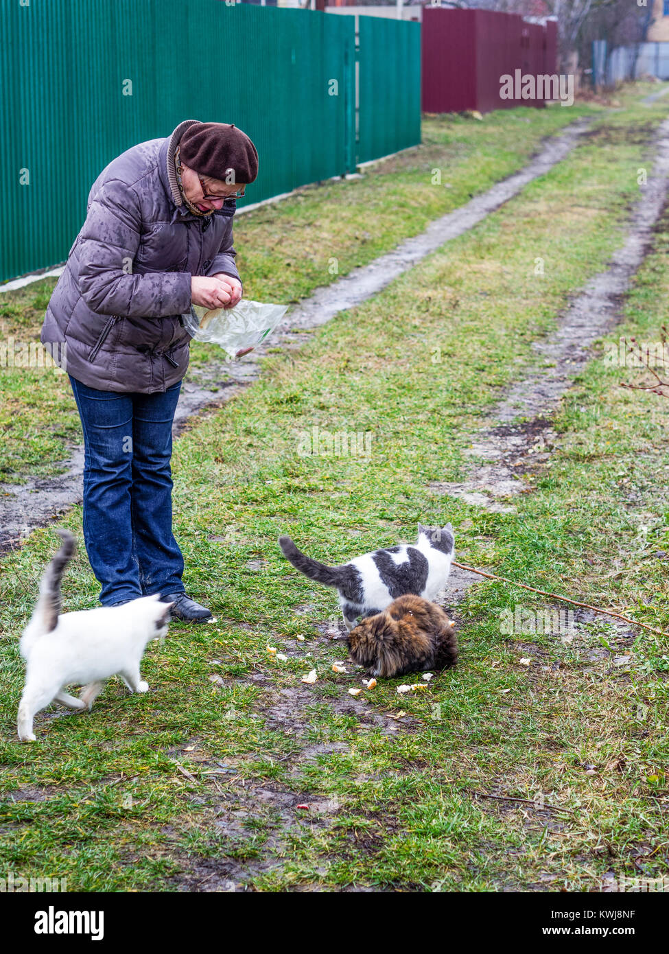 Caucasian middle-aged woman feeding stray cats in the street Stock Photo