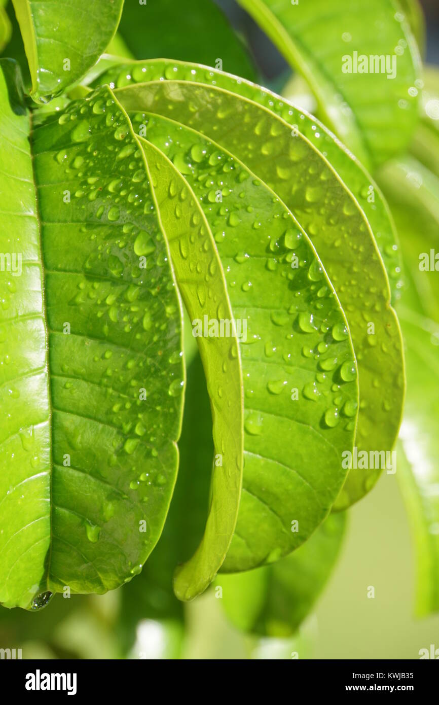 Pristine green leaves hi-res stock photography and images - Alamy