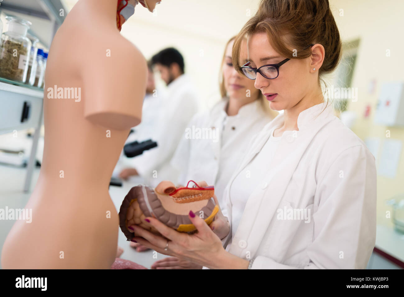 Students of medicine examining anatomical model Stock Photo Alamy