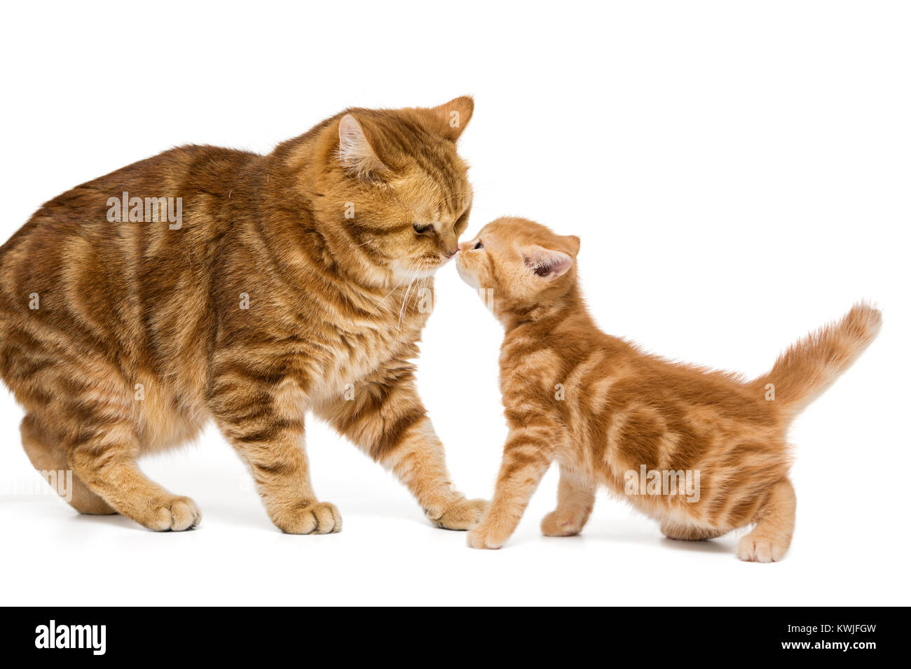 British adult orange cat sniffs in the nose a little kitten, isolated