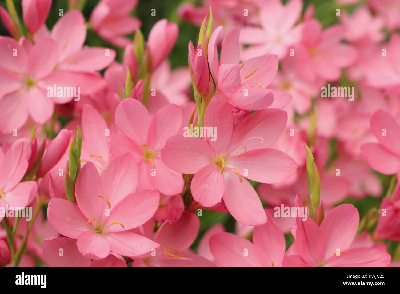 Hesperantha coccinea 'Sunrise' (formerly schizostylis) flowering in a garden border in late summer, UK Stock Photo