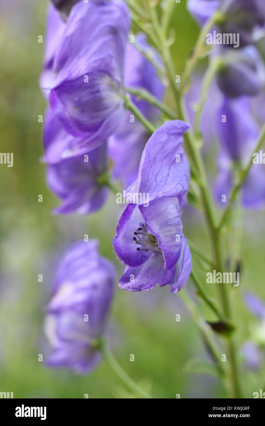 Hooded flowers of Monkshood (Aconitum Napellus), a poisonous tall perennial, blooming in a garden border, England, UK Stock Photo