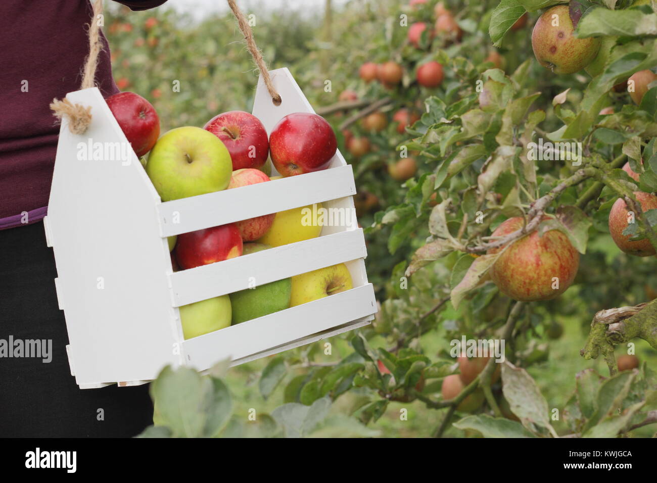 Ripe apples are harvested into a decorative wooden crate by a female in an English orchard, early autumn (October), UK Stock Photo
