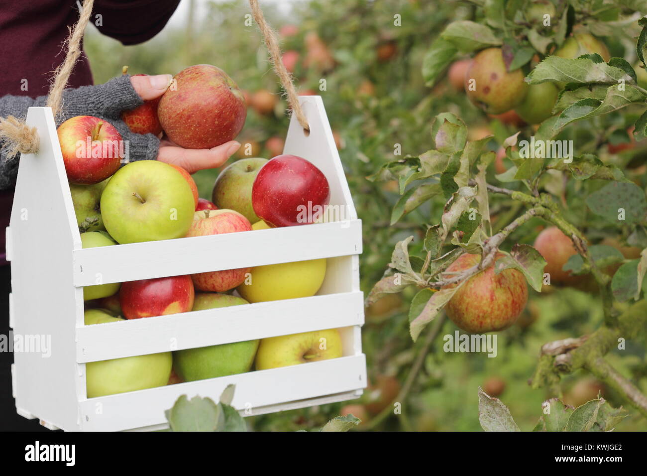 Ripe apples are harvested into a decorative wooden crate by a female in an English orchard, early autumn (October), UK Stock Photo