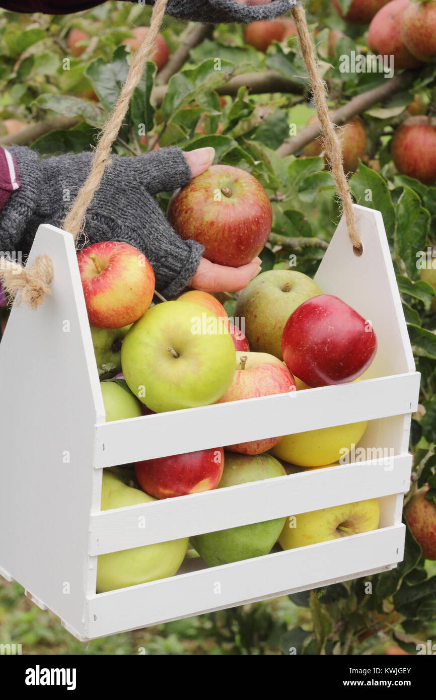 Ripe apples are harvested into a decorative wooden crate by a female in an English orchard, early autumn (October), UKc Stock Photo