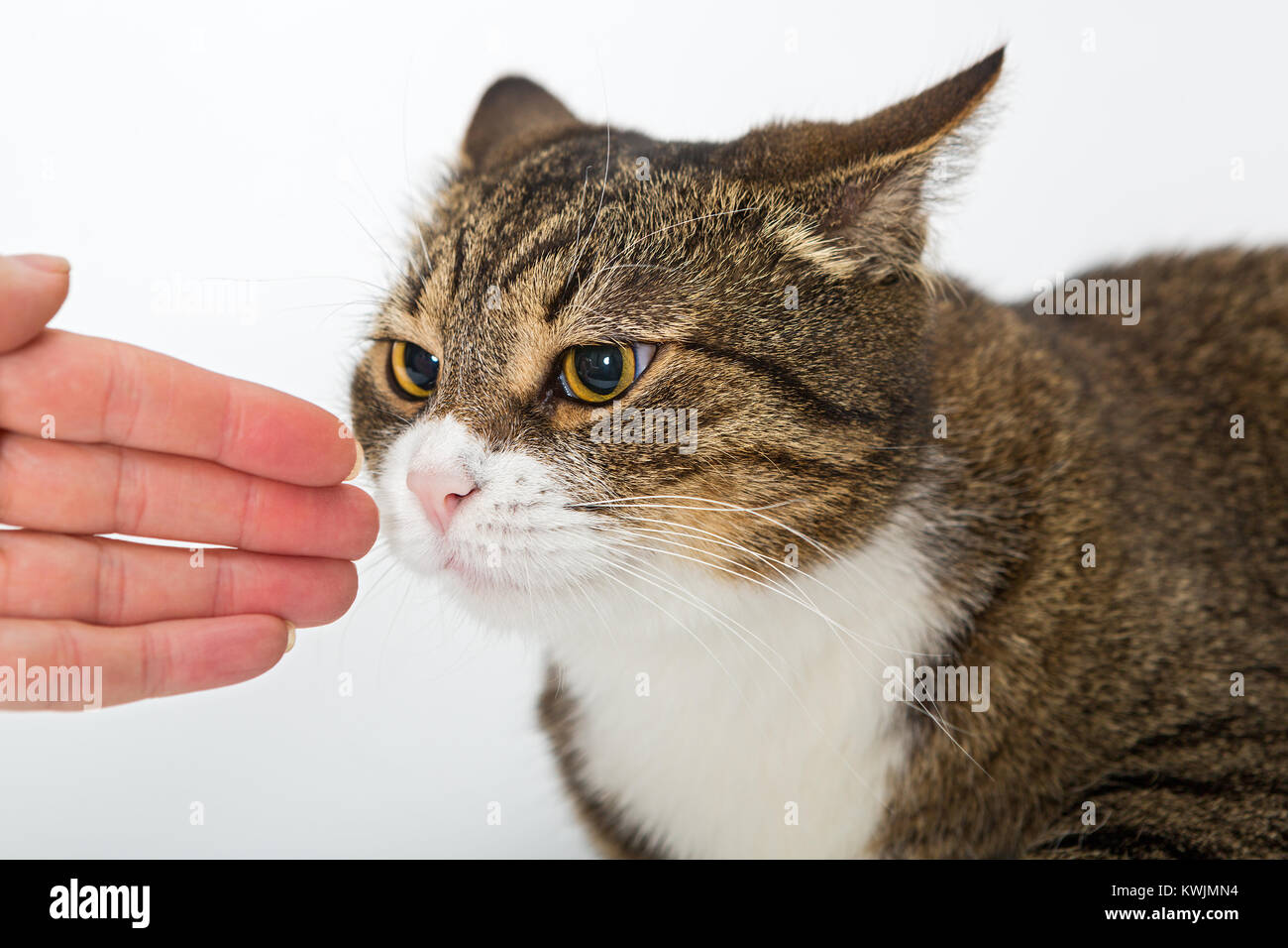 Gray cat and affectionate human hand on white background Stock Photo
