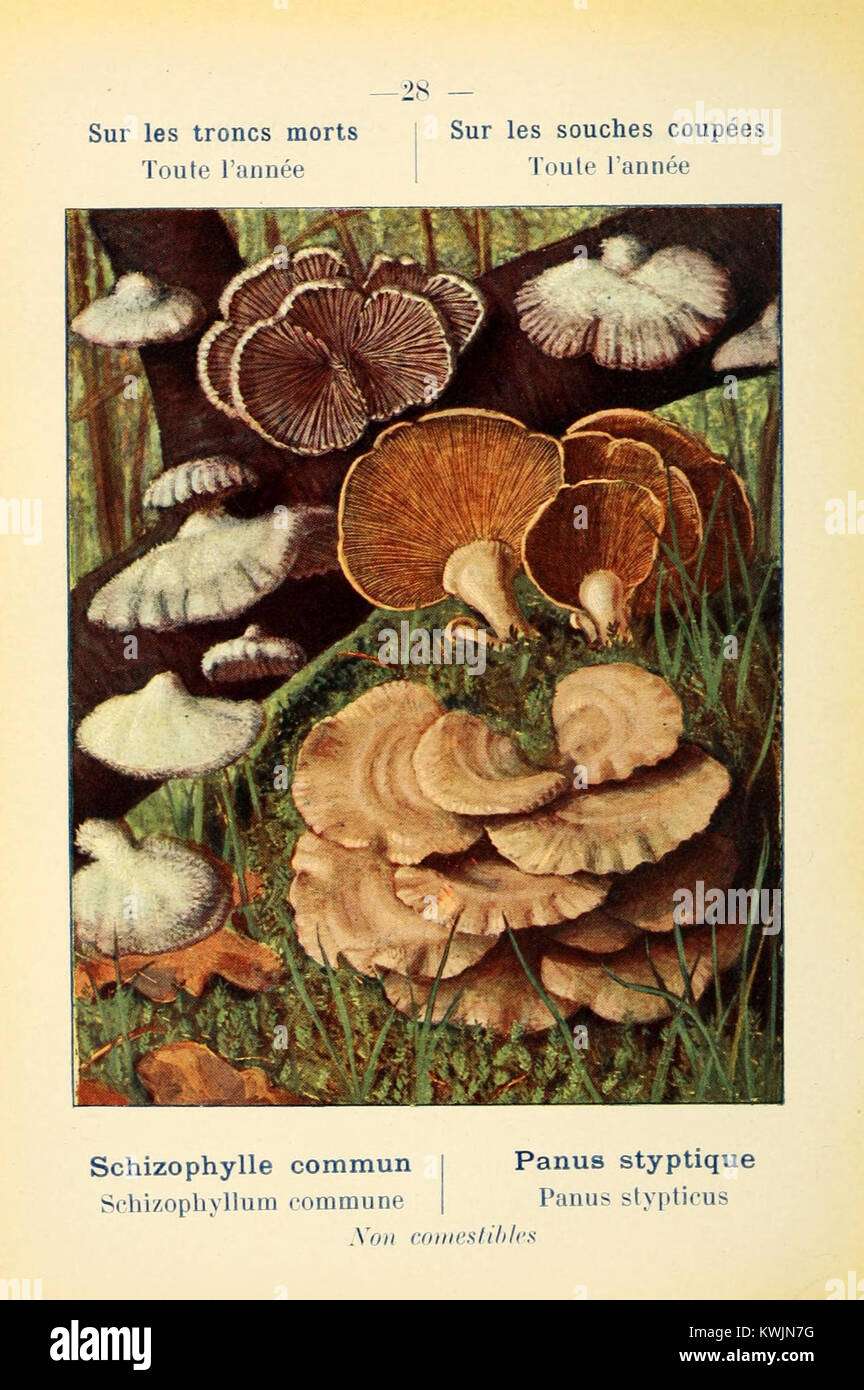 Champignons Comestibles Et Vénéneux – Marcel Locquin – Livre Ancien (jauni)