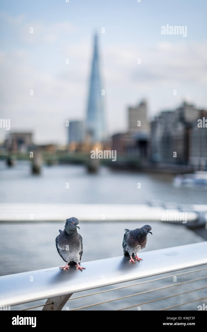 Two pigeons sit on the railing of the Millennium Bridge, the Shard can