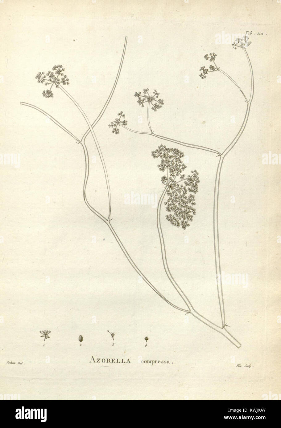 Novæ Hollandiæ plantarum specimen (Tab. 101) (8224172652 Stock Photo