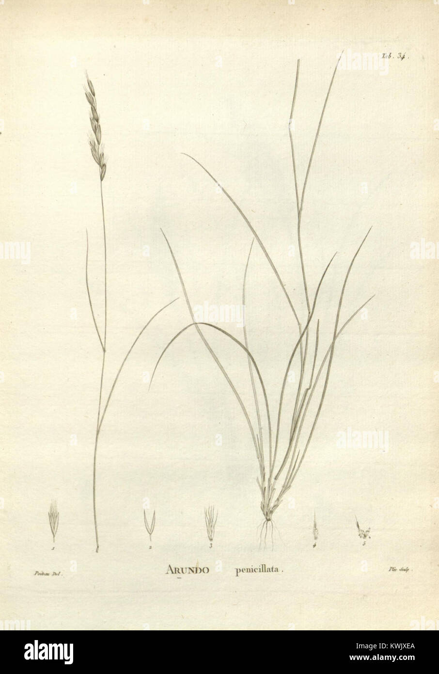 Novæ Hollandiæ plantarum specimen (Tab. 34) (8223071773 Stock Photo Alamy