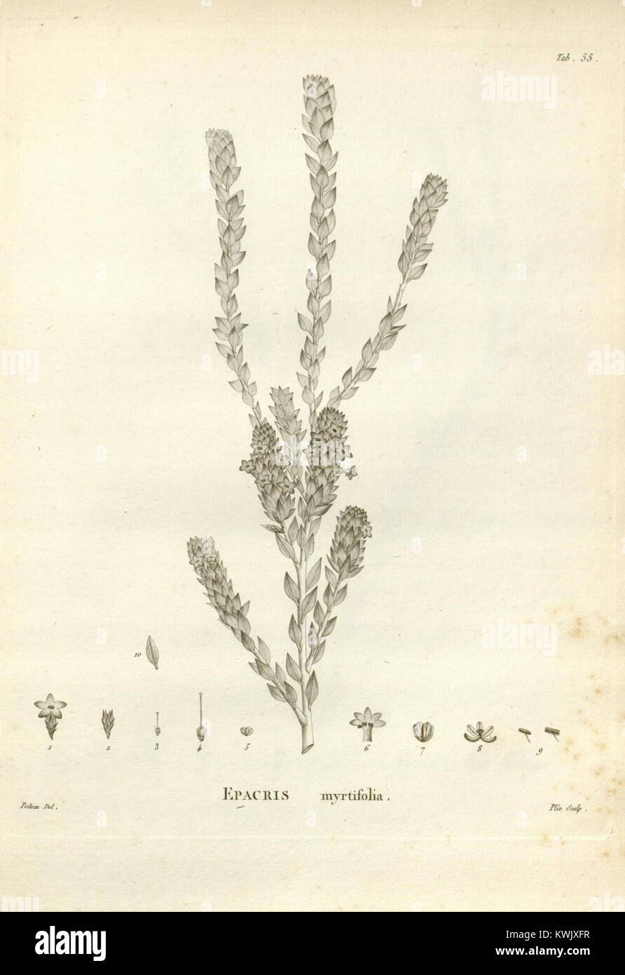 Novæ Hollandiæ plantarum specimen (Tab. 55) (8223079805 Stock Photo Alamy