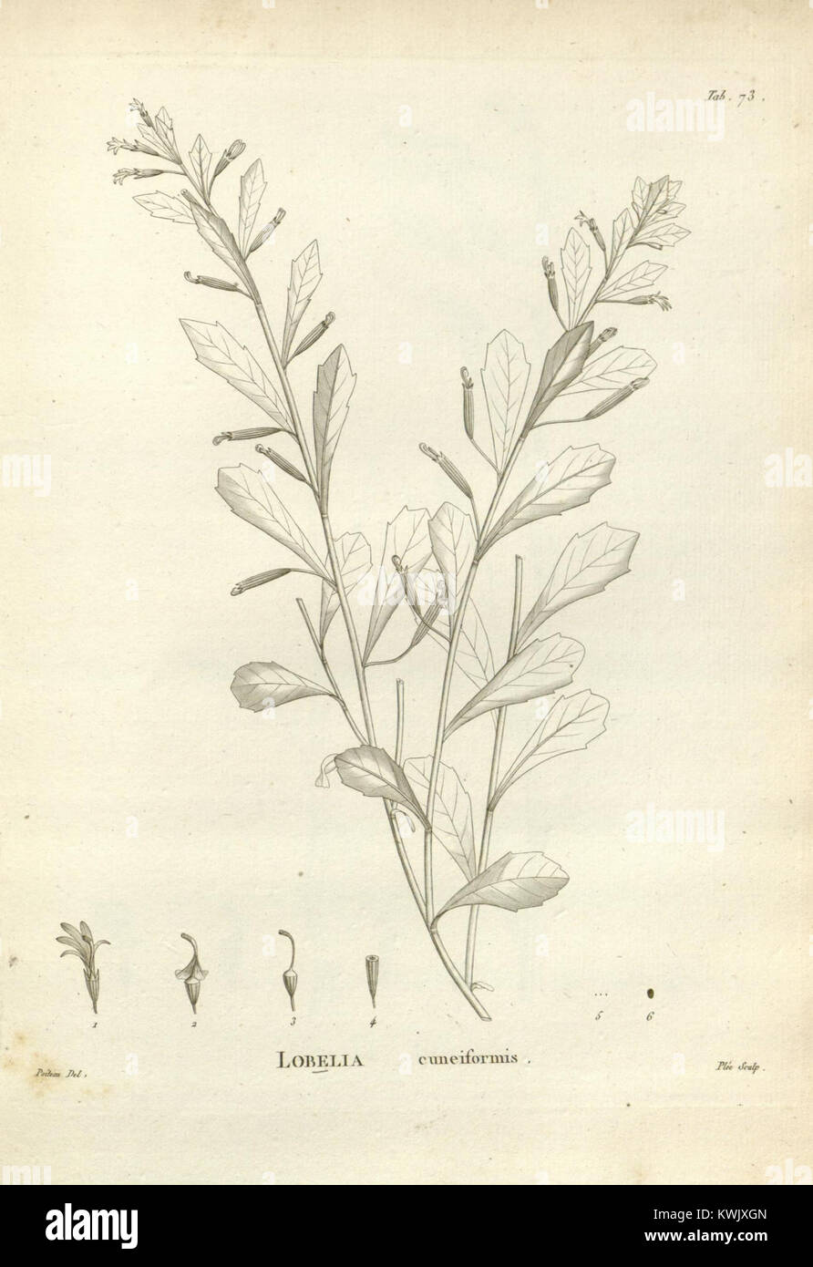 Novæ Hollandiæ plantarum specimen (Tab. 73) (8223087385 Stock Photo Alamy