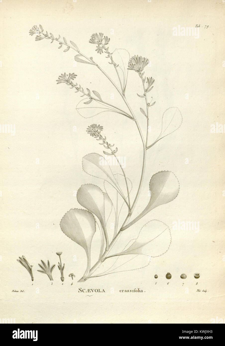 Novæ Hollandiæ plantarum specimen (Tab. 79) (8223089493 Stock Photo Alamy