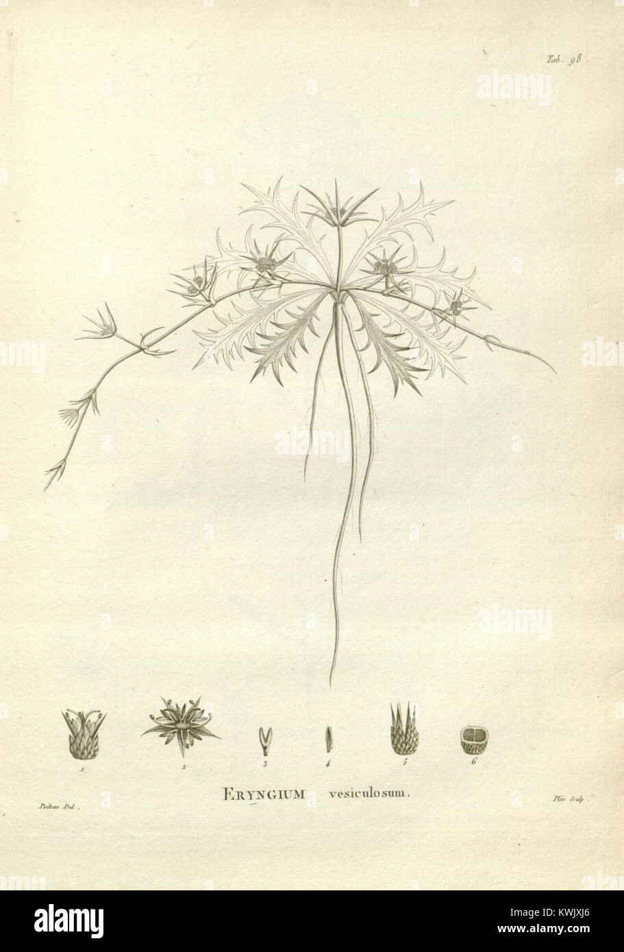 Native flora documentation hi-res stock photography and images - Alamy