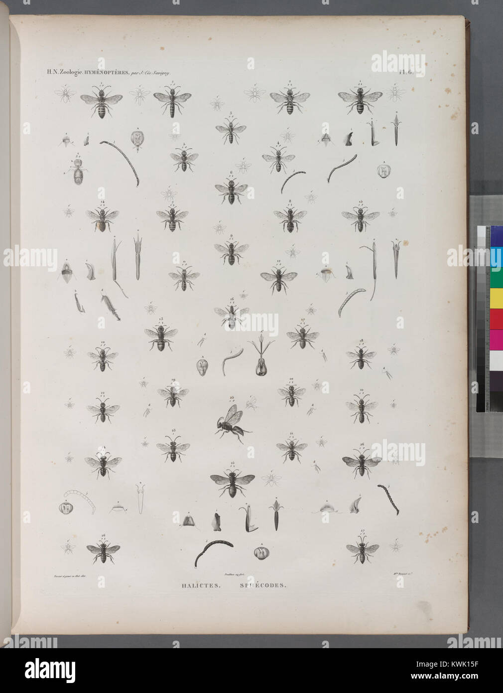 Insect Etry This entry describes hymenopteran insects of the genera Halictes and ...