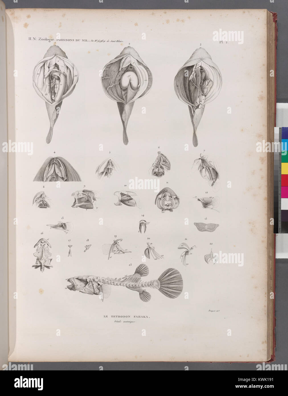 Zoologie. Poissons du Nil. Le Tetrodon fanaka (Tetrodon physa). Détails anatomiques (NYPL b14212718-1268501) Stock Photo