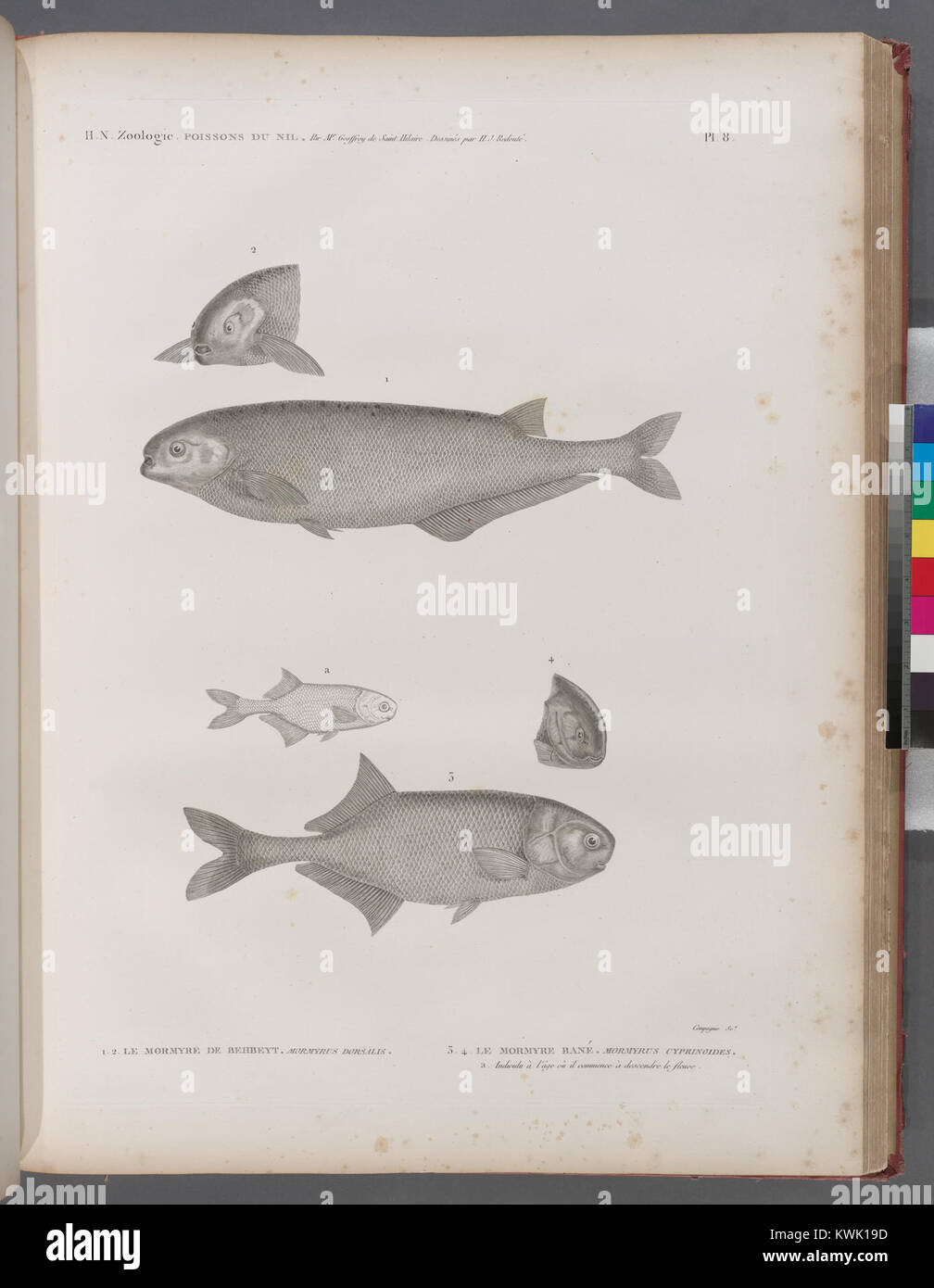 A zoological study depicting fish species of the Nile River, including Mormyrus dorsalis and Mormyrus cyprinoides. The illustration documents their anatomy, behavior, and habitat. Stock Photo