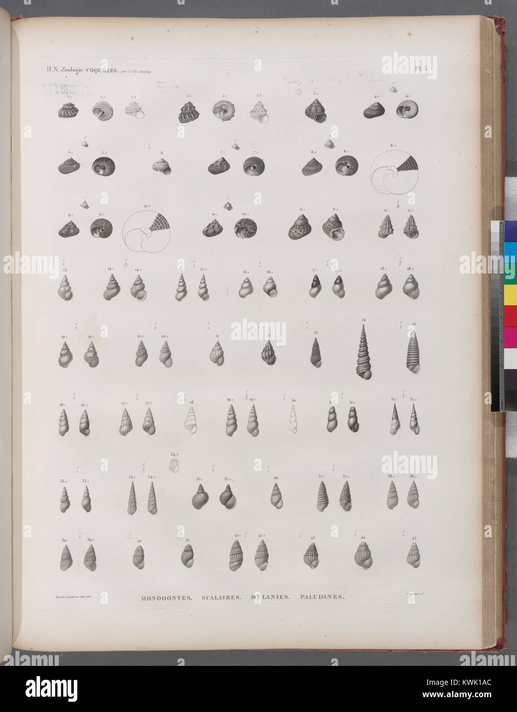 Various shell types hi-res stock photography and images - Alamy