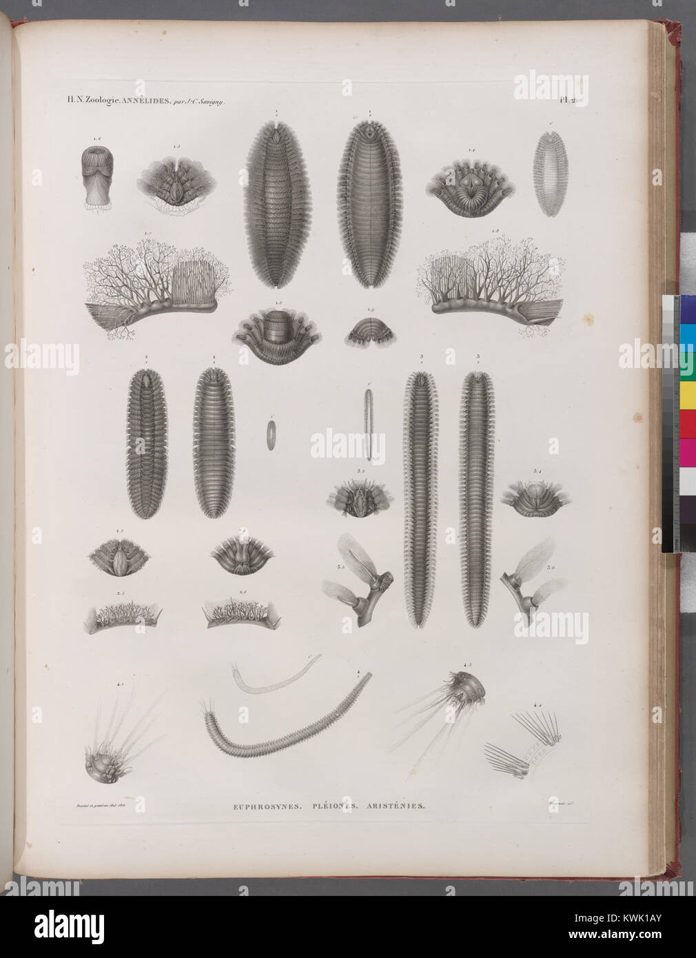 Zoologie. Annélides. Euphrosynes, Pléiones, Aristénies (NYPL b14212718-1268546) Stock Photo
