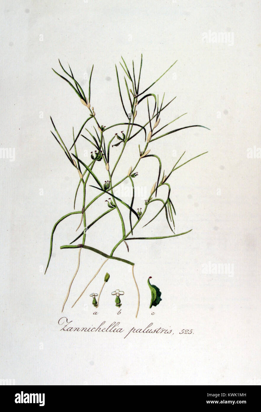 Zannichellia palustris — Flora Batava — Volume v7 Stock Photo