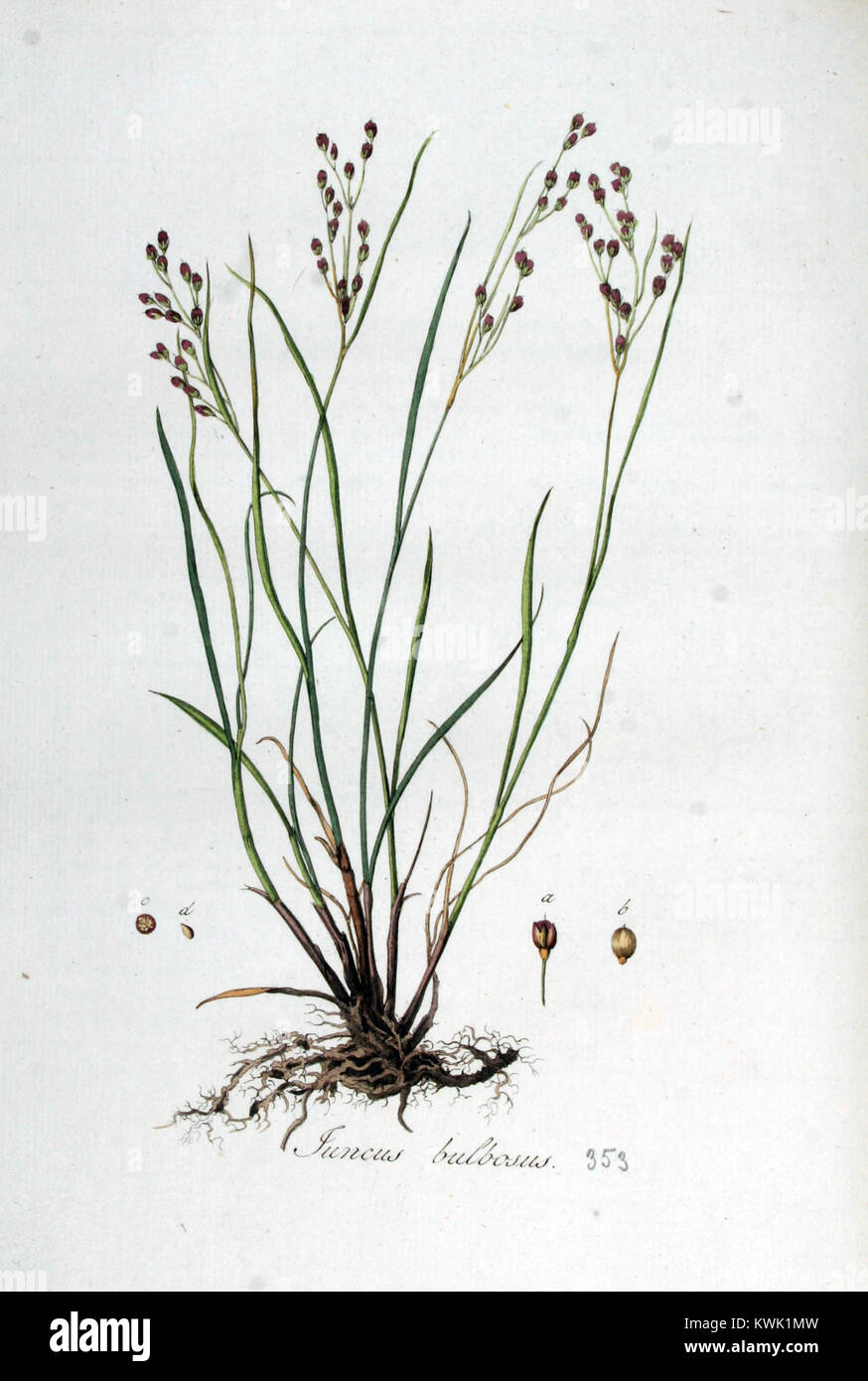 Juncus bulbosus — Flora Batava — Volume v5 Stock Photo