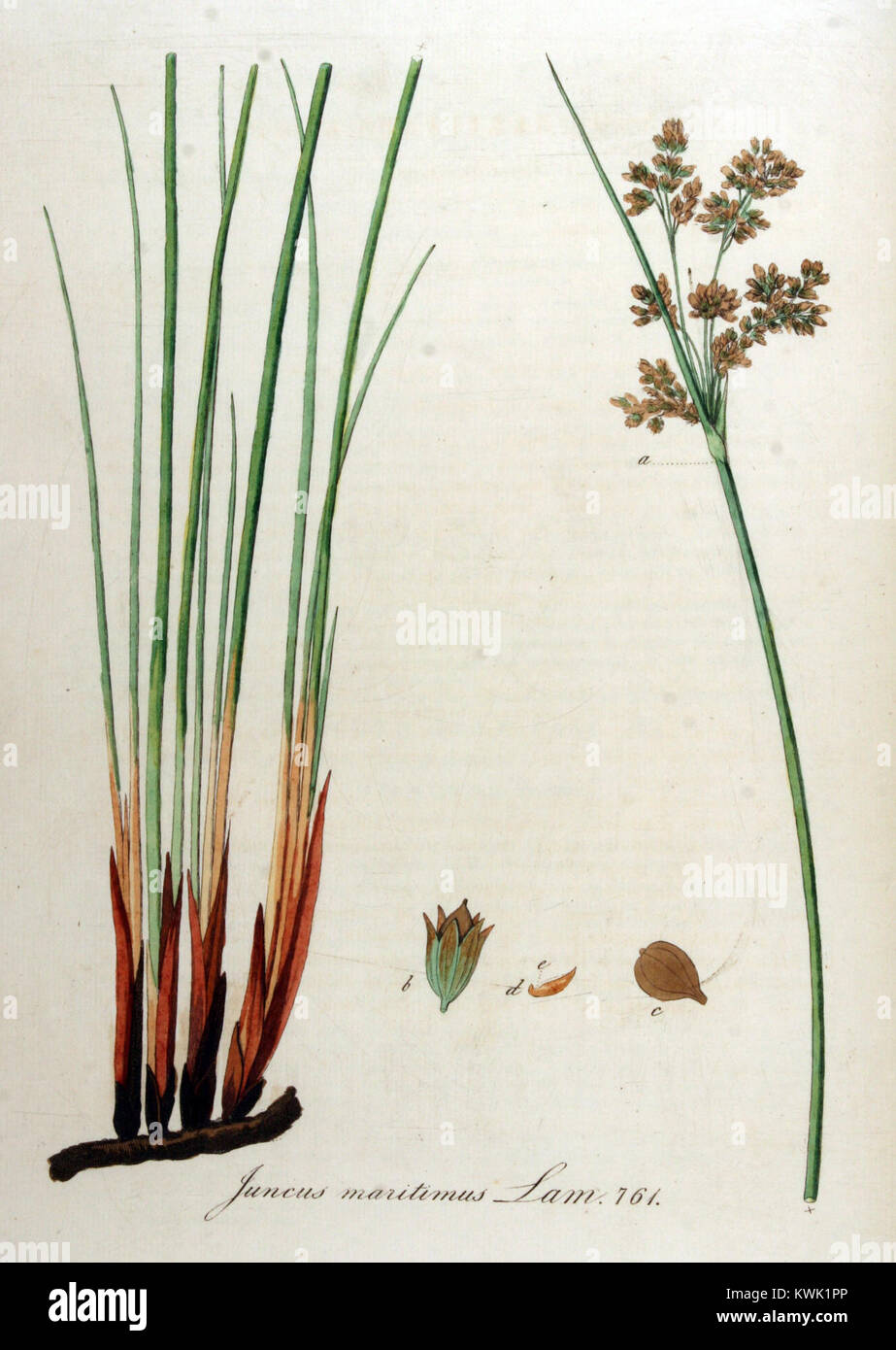 Juncus maritimus — Flora Batava — Volume v10 Stock Photo