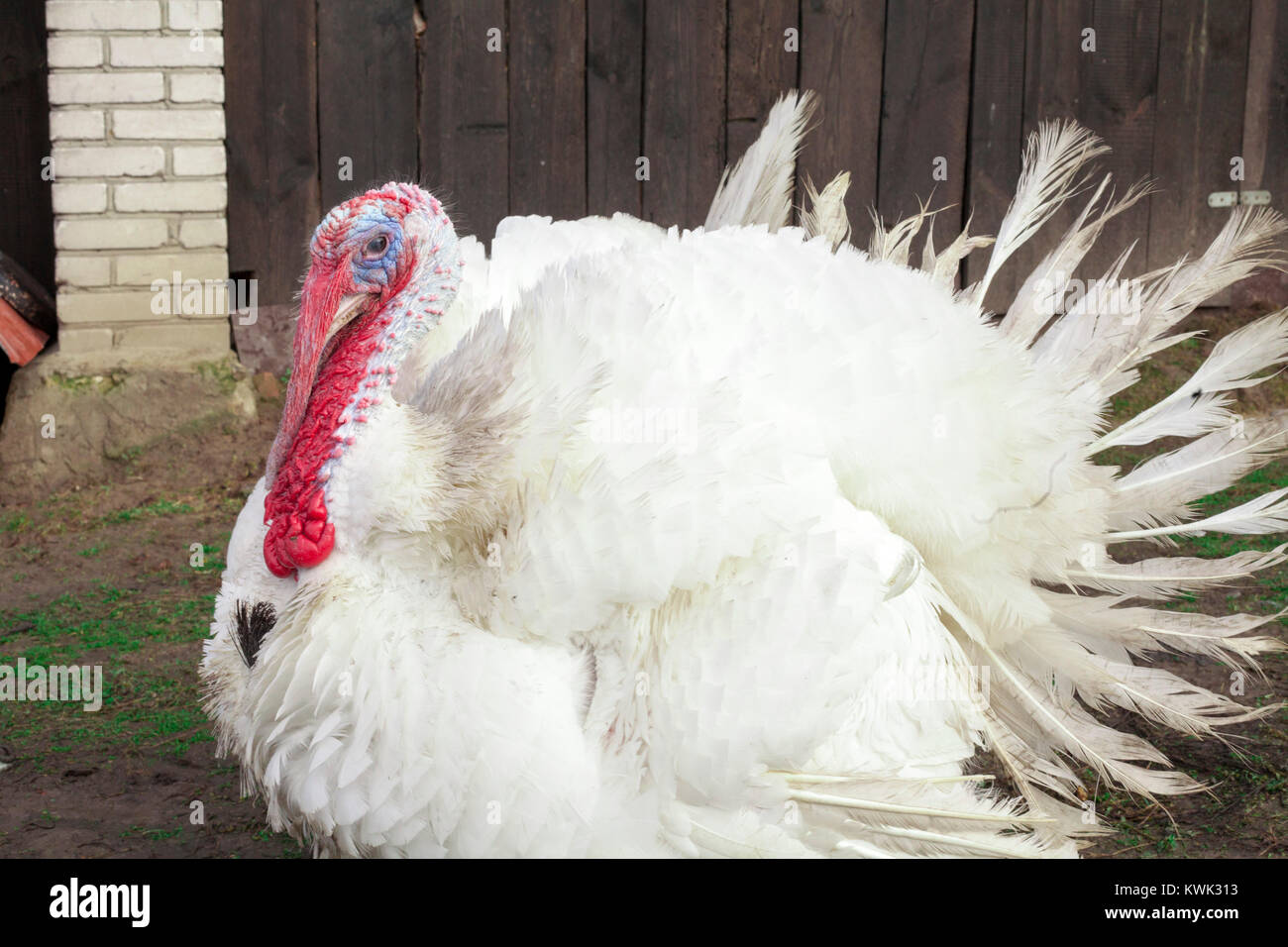 Fat Rude Turkey big fat white turkey in the farm yard purebred Stock Photo - Alamy