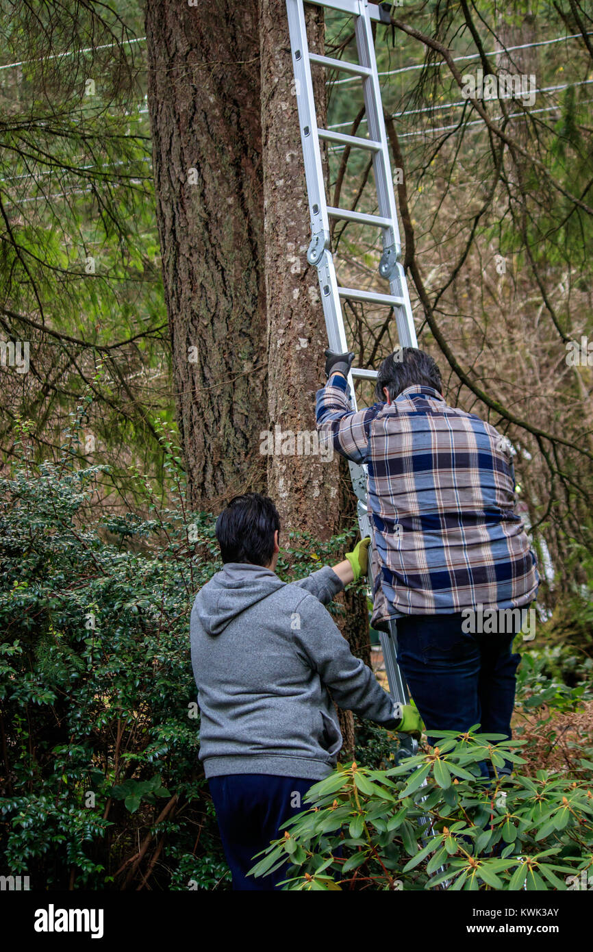 doing project on a ladder in forest Stock Photo Alamy