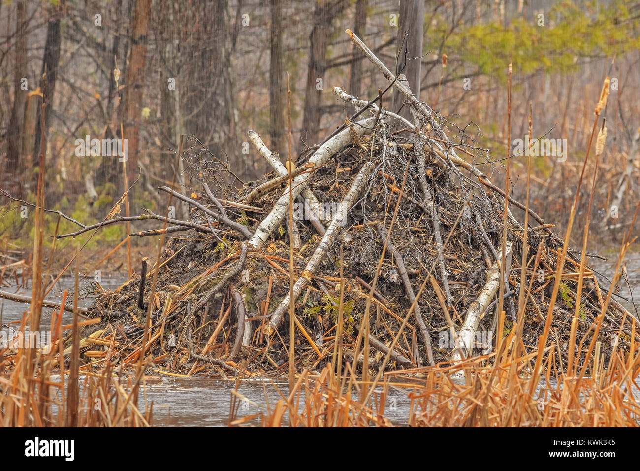 A Beaver lodge in the pouring rain. Stock Photo