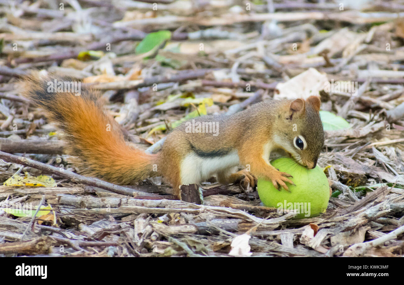 American Red Squirrel Eating Large Fruit Stock Photo Alamy