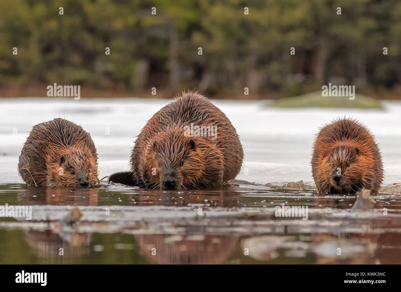 An adult Beaver and two little guys dine on the ice. Stock Photo
