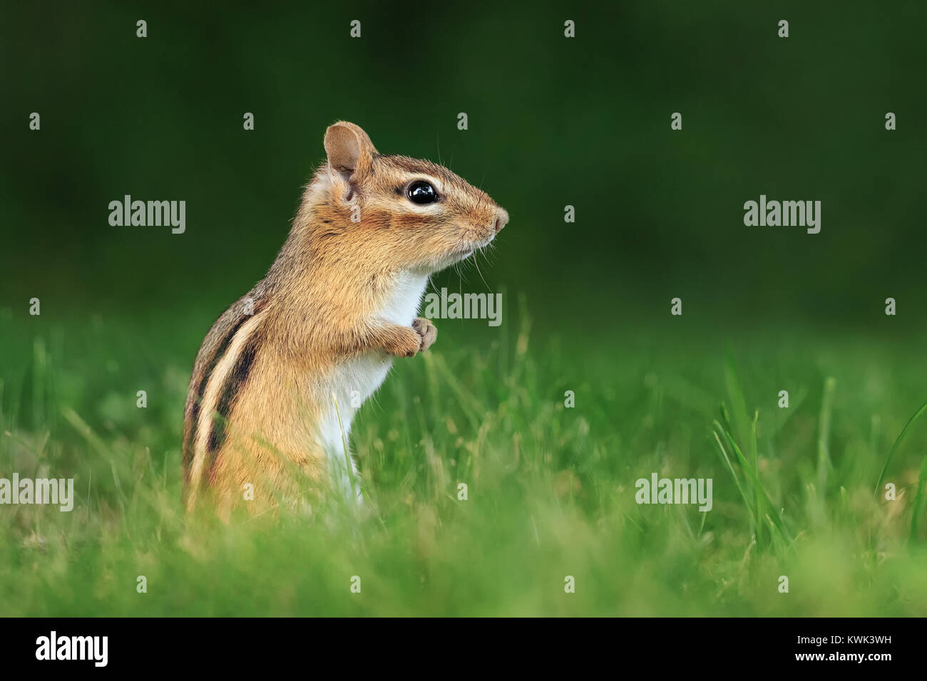 An Eastern Chipmunk ponders its next move. Stock Photo