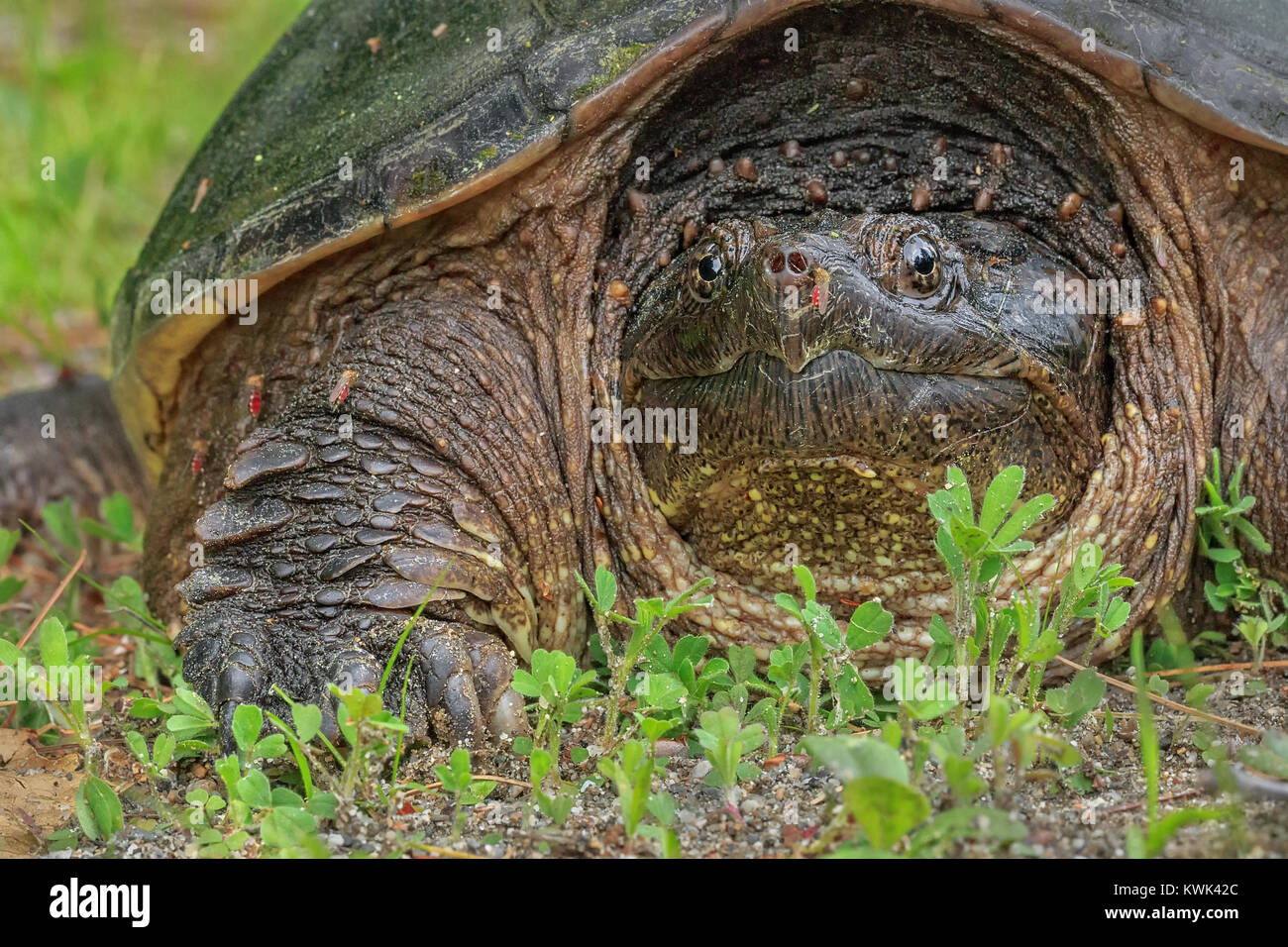 A Common Snapping Turtle is bombarded by Mosquitoes. Stock Photo