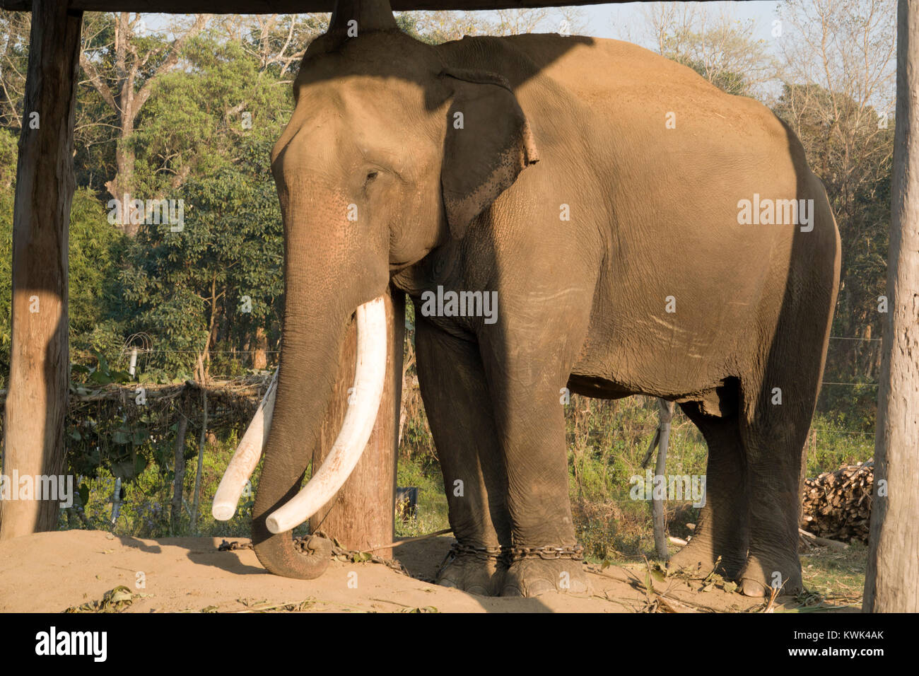 Large elephant with tusks at breeding centre in Sauraha, Nepal Stock Photo