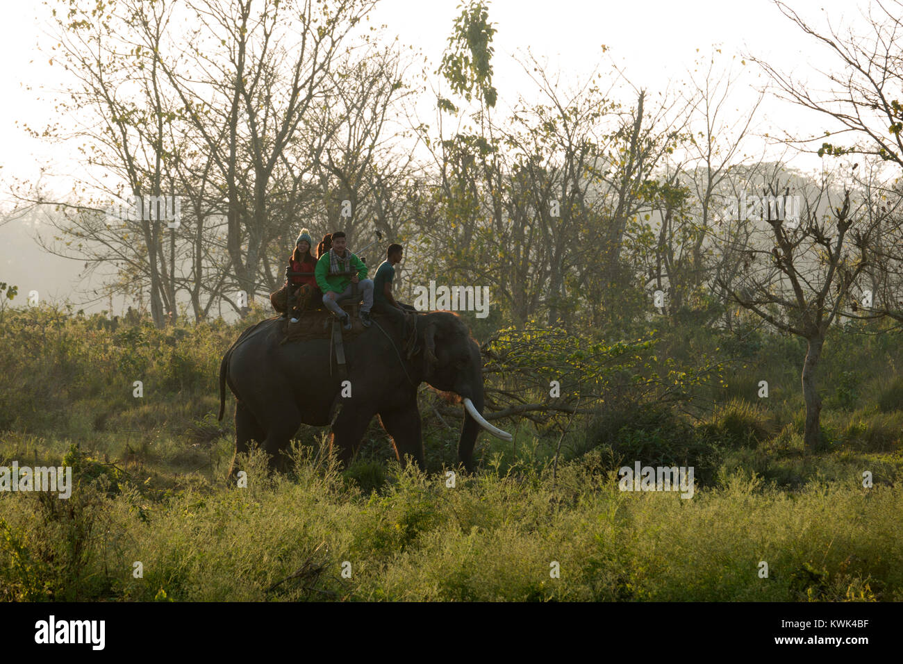 Tourists on elephant jungle safari in Chitwan national Park, Nepal Stock Photo