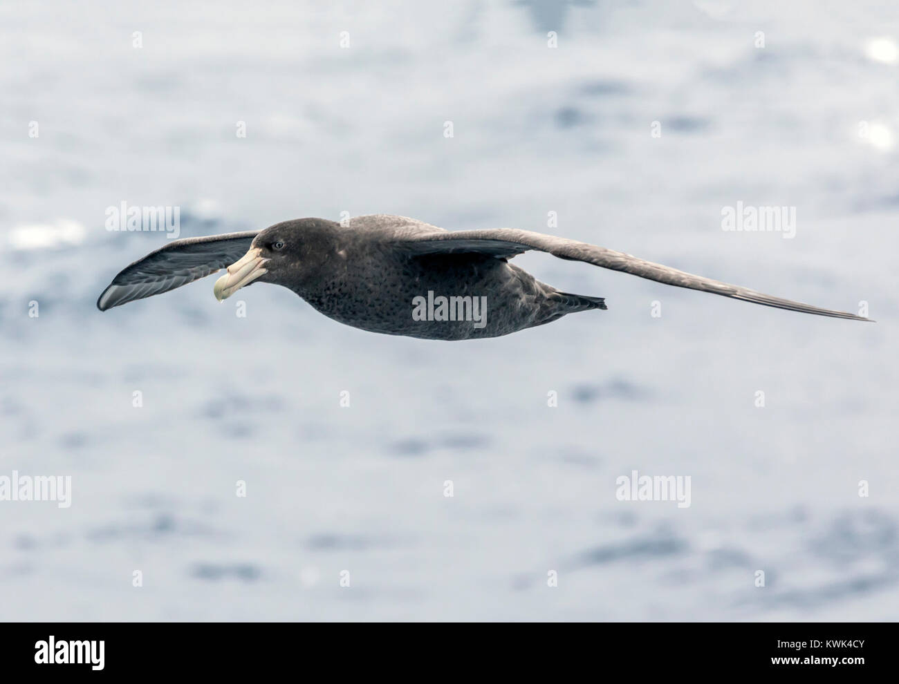 Southern Giant Petrel; Macronectes giganteus; Antarctic giant petrel; giant fulmar; stinker; stinkpot; seabird flying over the Drake Passage between A Stock Photo