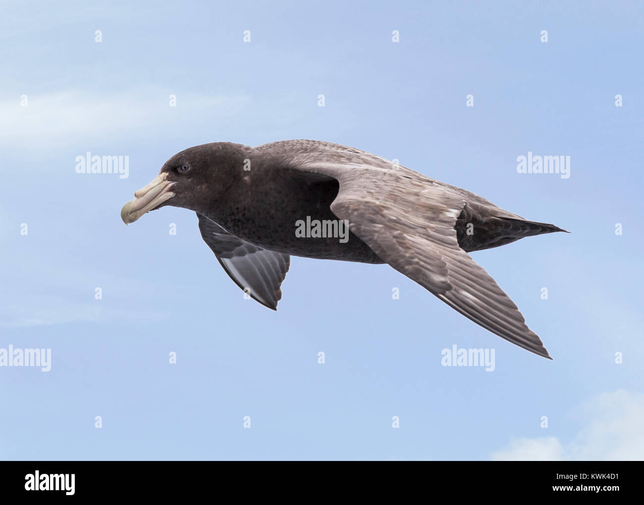 Southern Giant Petrel; Macronectes giganteus; Antarctic giant petrel; giant fulmar; stinker; stinkpot; seabird flying over the Drake Passage between A Stock Photo
