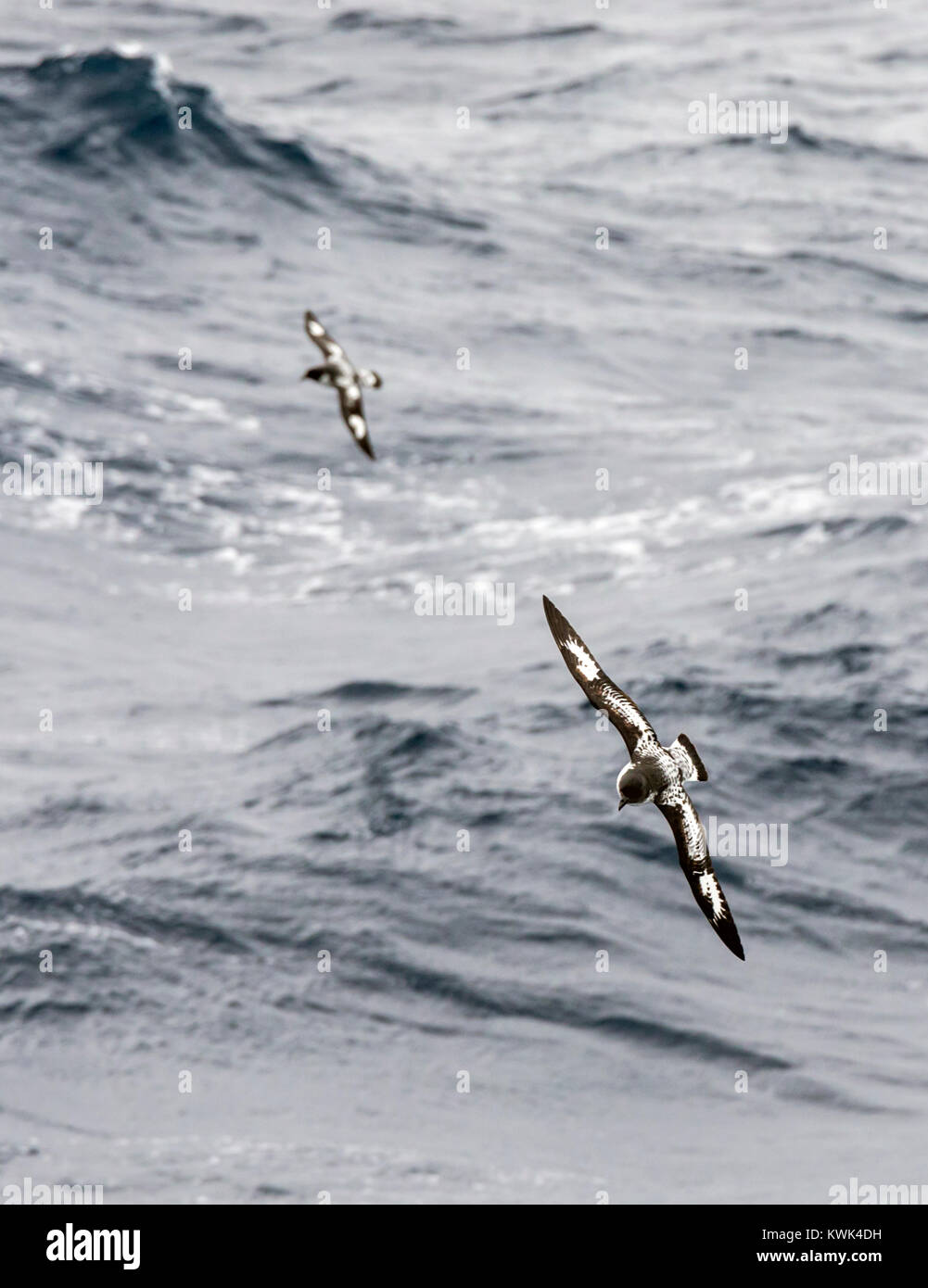 Cape Petrel; Daption capense; bird flying over the Drake Passage between Argentina & Antarctica Stock Photo